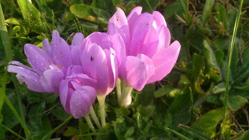 Close-up of purple flowers blooming outdoors