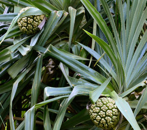 Fruit of pandanus tree also known as pandan or screw pine or screw palm