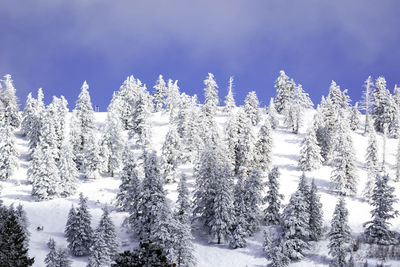 Snow covered pine trees in forest against sky