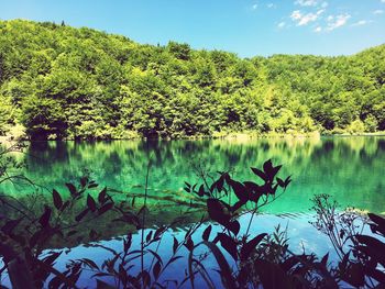 Scenic view of lake by trees against sky