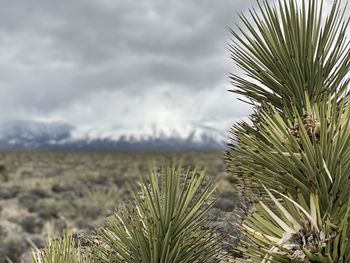 Close-up of pine tree against sky