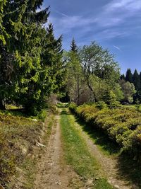 Plants growing on road amidst trees against sky