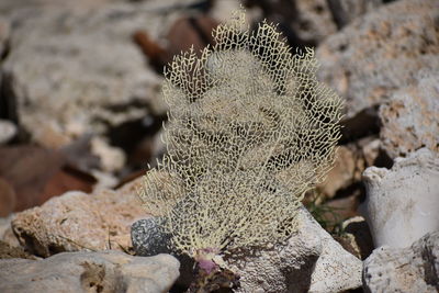 Close-up of rock on field