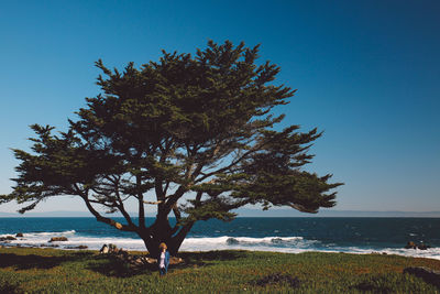 Tree by sea against clear blue sky