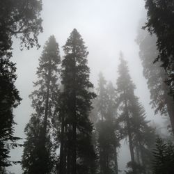 Low angle view of pine trees in forest against sky