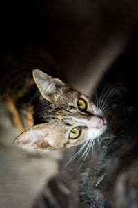 Close-up portrait of a cat