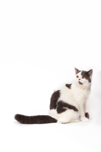 Close-up of cat against white background