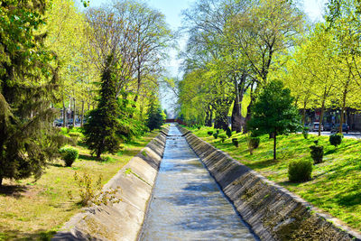 Footpath amidst trees