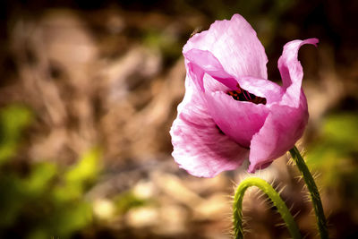 Close-up of pink flowers