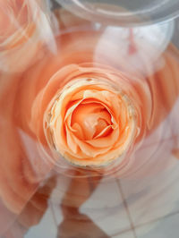 Close-up of red rose in glass