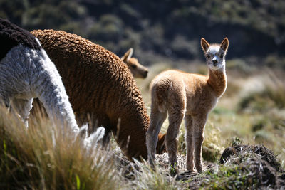 Sheep standing on field