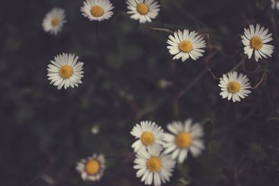 Close-up of white daisy flowers