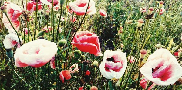 Close-up of poppies on field