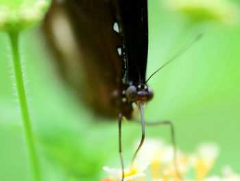 Close-up of butterfly on leaf