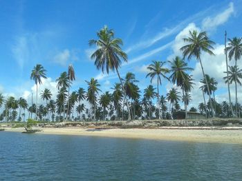 Palm trees on beach against blue sky