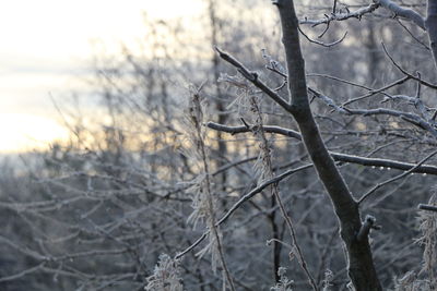 Bare branches against the sky