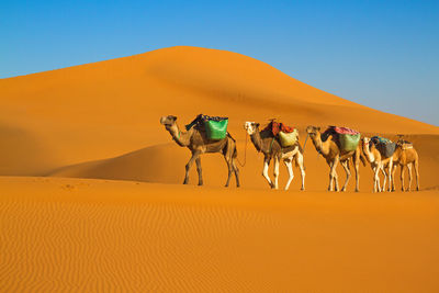 People on sand dune in desert