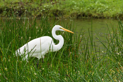 View of lake and trees