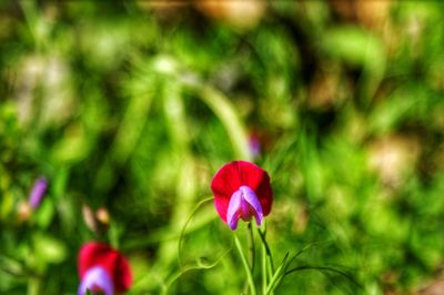 Close-up of pink flower on field