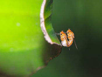 Close-up of spider on web