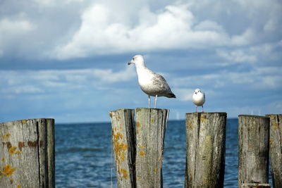 Seagull perching on wooden post