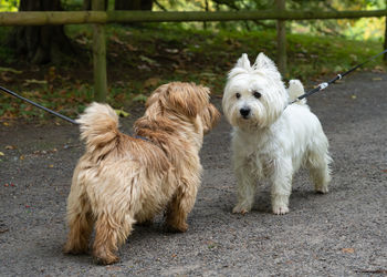 Sheep with dog