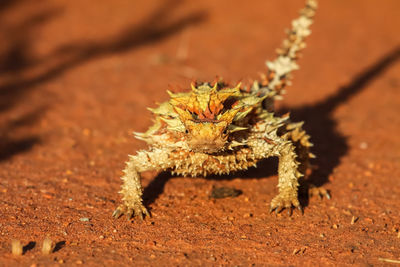Close up of a thorny devil in the australian outback, facing