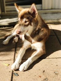 Close-up of dog looking away