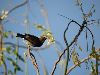 Low angle view of bird perching on branch against sky