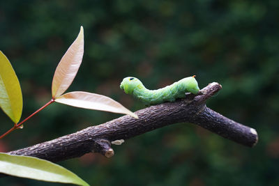 Close-up of lizard on branch