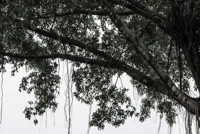 Low angle view of trees against sky