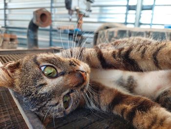 Close-up portrait of a cat