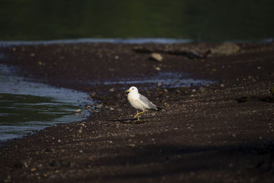 Selective focus side view of seagull on the st. lawrence river shore in the early morning