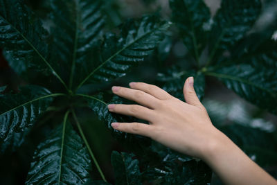 Close-up of hand touching leaves