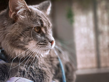 Close-up of a cat looking away