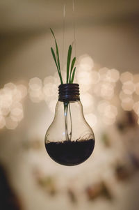 Close-up of plant growing in light bulb against illuminated light