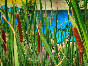 Close-up of plants growing on field