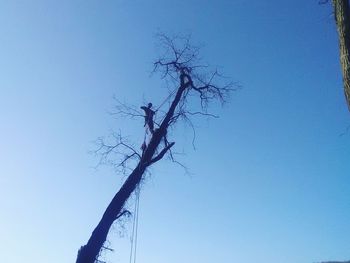 Low angle view of bare tree against clear blue sky