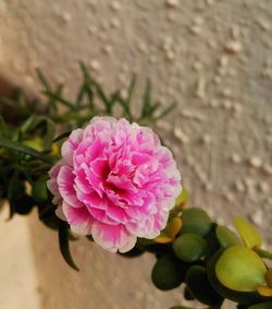 Close-up of pink flower blooming outdoors