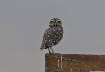 Close-up of owl perching on wall