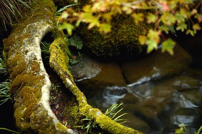 Stream flowing through moss