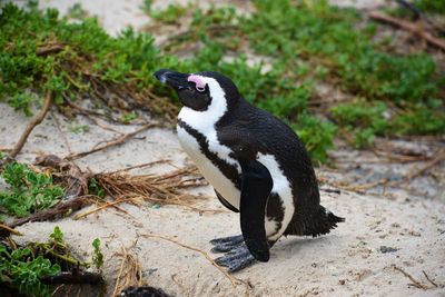 Penguin colony - boulder's beach - south africa