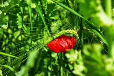 Close-up of red poppy flower