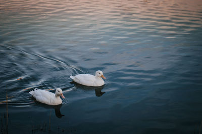 High angle view of swans swimming in lake