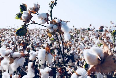 Close-up of white flowering plants against sky