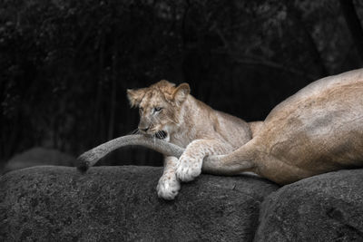 Cat resting on rock