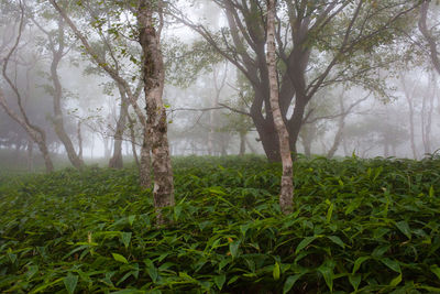 Trees in forest