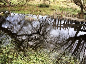 Close-up of a tree in water