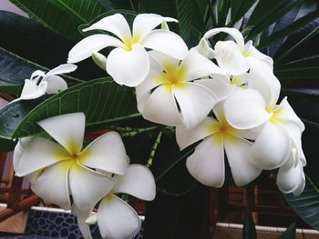 Close-up of white flowers