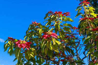 Low angle view of red flowering plant against sky